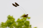 Standard-winged nightjar (Macrodipteryx longipennis)