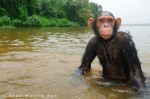 Joven de Chimpancé bañándose.